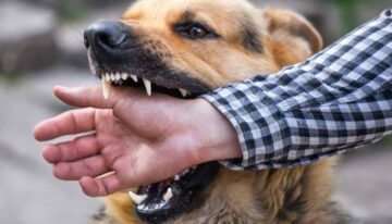 The Connection Between Animal Bites and Infections